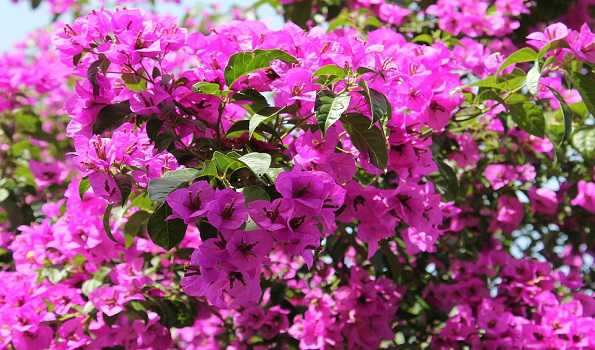 Delhi Tourism To Organise Bougainvillea Show